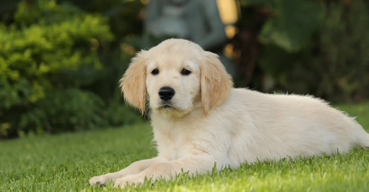 Criança e cachorro brincando seguros em uma área com grama sintética 30mm macia, limpa e hipoalergênica.