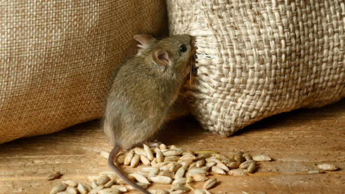 Imagem relacionada a: Características de um Bom Exterminador de Ratos
