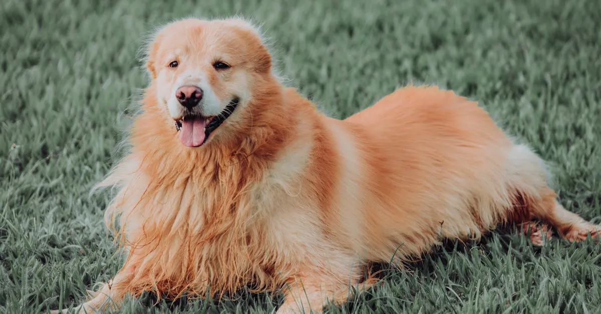 Criança e cachorro brincando felizes em grama sintética para pátio, mostrando durabilidade e segurança para toda a família.