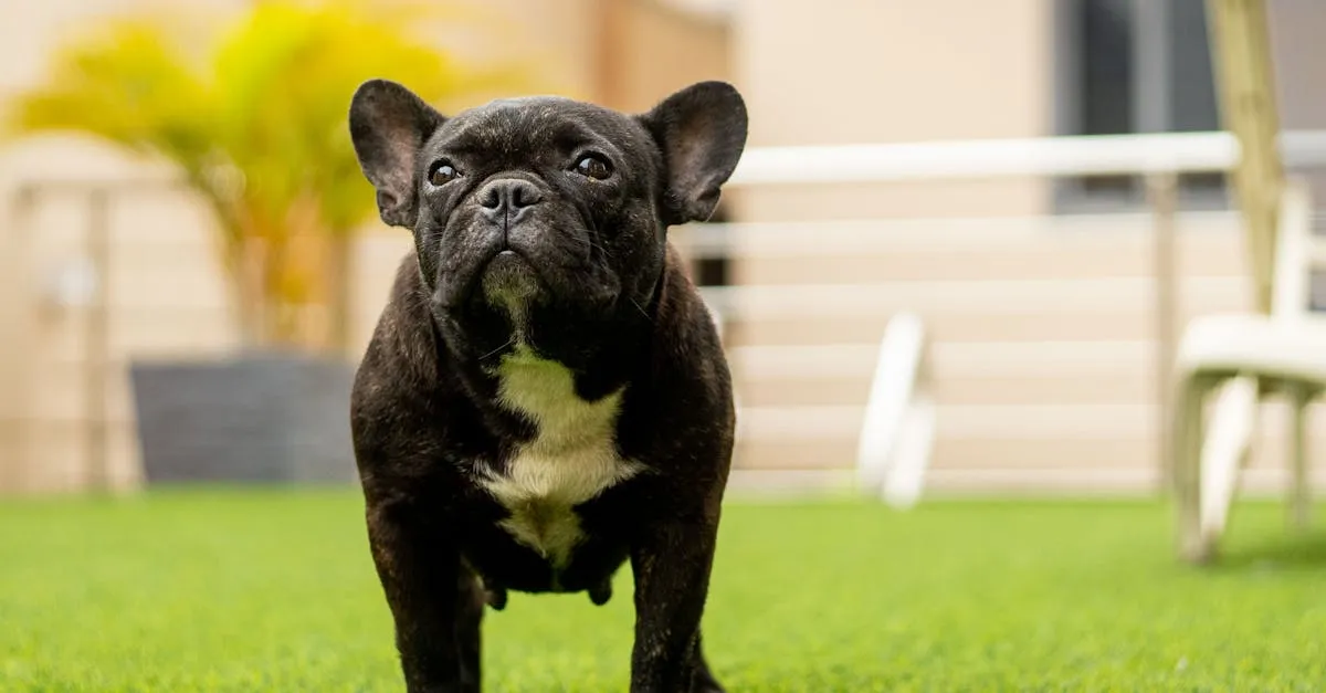 Pet desfrutando de um espaço verde com rolo de grama sintética, evidenciando a praticidade e durabilidade para animais.