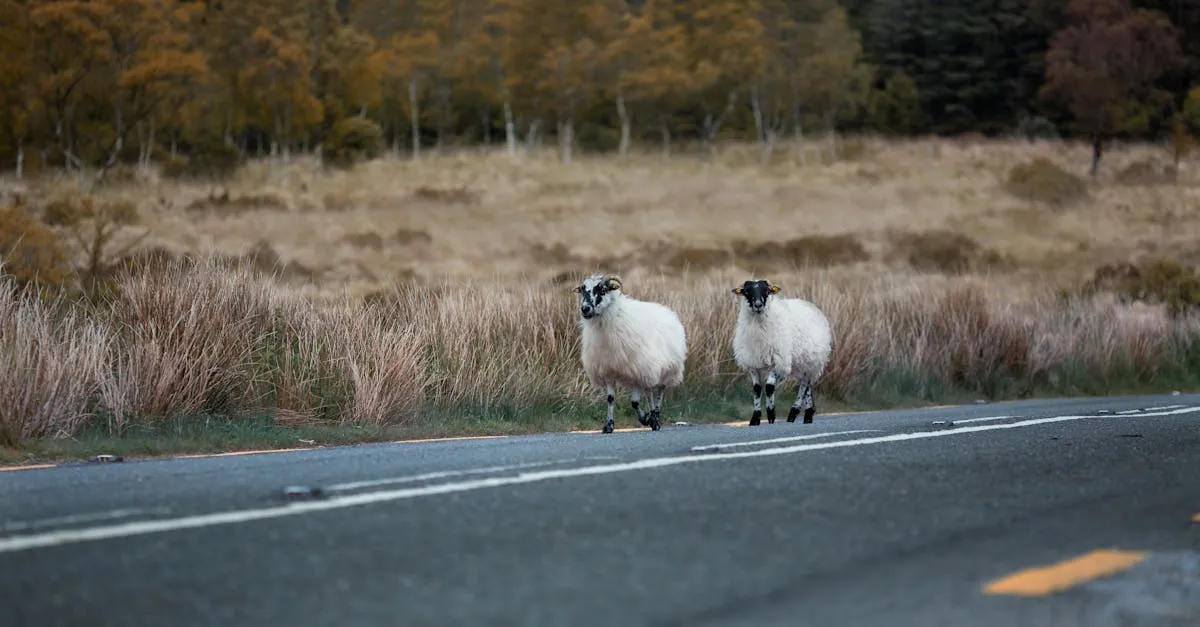 Imagem relacionada a: Exploring TSA PreCheck